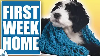 STOP Making THESE Mistakes In Your Puppy’s First Week Home!