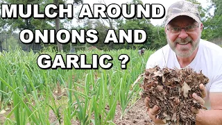 Mulching Around Onions And Garlic - Natural Weed Control