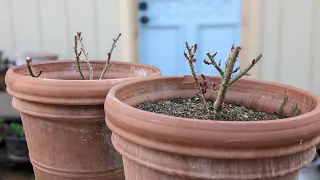 Planting Bare Root Roses