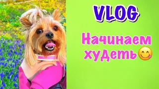 DOG VLOG: сделали прививку // Плавание для собак // Не пустили в магазин с собакой