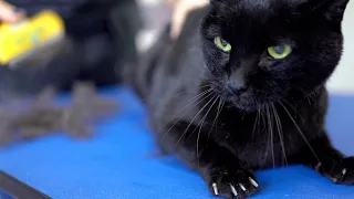 A yellow-eyed black cat with a beautiful voice. Don't be afraid! 😻🛁✂️❤️