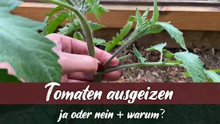 Tomaten ausgeizen -  ja oder nein? Was das Ausgeizen mit Fruchtgröße & Pflanzengesundheit zu tun hat