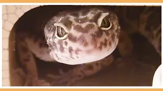 【494】 A day in Leopard Gecko.【Angel's growth record】レオパのいちにち。【エンジェルの成長記録】