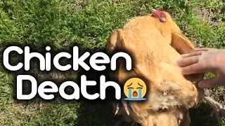 Chicken Death!! - Egg Bound