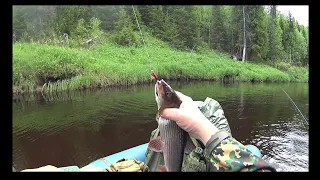Рыбалка на крупного ХАРИУСА в Коми/сплав по таёжной речке/ловля хариуса в таёжной речке. Часть 1