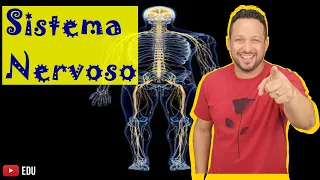 Sistema Nervoso - Conceito, Função e Classificação - Fisiologia Humana - Aula 1