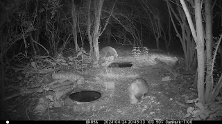 Badger & Fox in Cambs UK 24 April 2024 945pm Trail Camera