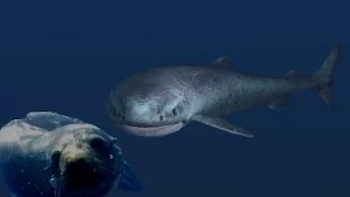 The Huge and Mysterious Greenland Shark