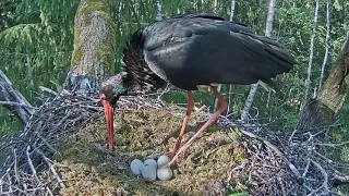 LDF.Ogrim un Urgai izšķīlies pirmais cālis🎉🐥The first chick has hatched for Ogris and Urga! 22.05.24