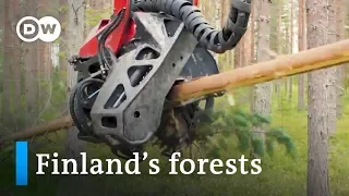 Finland: Deforestation in a land of lumber | Focus on Europe