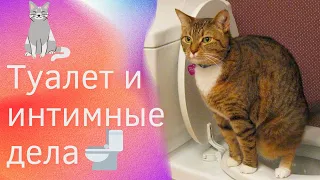 Туалетные и интимные дела 😹😹 toilet and intimate affairs #shorts #happy #смешнодослёз