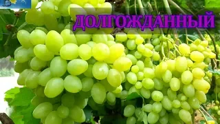 Виноград Кишмиш Долгожданный Обзор сорта  на 27.07 ( Grapes Dolgojdanniy)
