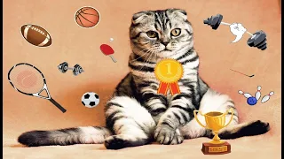 КОТЫ. Подборка приколов про кошек и котов май 2020 CATS VIDEO