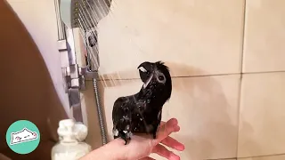 Parrot Was Terrified Of Showers. Now They Can't Get Him Out! | Cuddle Buddies