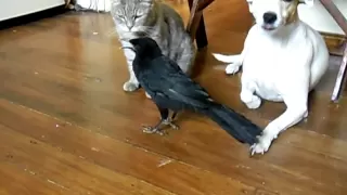 BIRD FEEDS CAT & DOG -