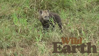 WildEarth - Sunrise - 22 March 2021