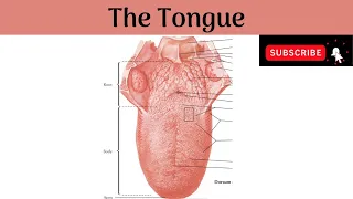 The Tongue | Parts| Features| Papillae| Muscles |Nerve & Blood supply|Lymphatic Drainage|Development