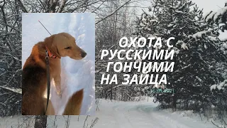 охота с русскими гончими на зайца 15. 01 .21