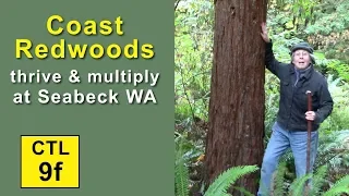 CTL 9F - Coast Redwoods Thrive and Multiply at Seabeck, WA 2019