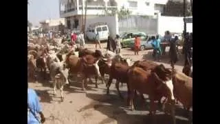 Touba Infos: Arrivee des boeufs de cheikh bethio pour 18 safar