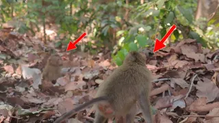 Helppp 😱😱😱Juci fighting for protect rainbow #babymonkey #monkey #monkeyvideo