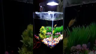 My new small Aquarium w/ care of Atman Filter