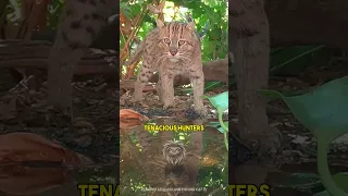 Fishing Cat | Master of Water