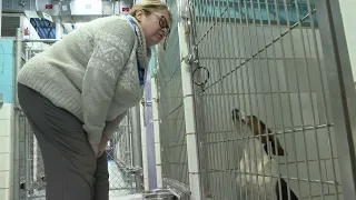 City Dog Kennel Renovation Project Nearly Complete