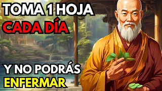 Tomar 1 Hoja De Menta Antes De Dormir: 8 INCREÏBLES BENEFICIOS ✔️ - Sabiduria Budista/Zen