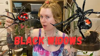 Keeping Black Widow Spiders as Pets!