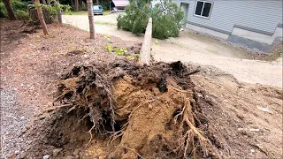 Pulling Out A Tree Stump With The Tree Still Attached