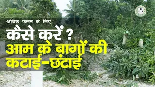 अधिक फलन के लिए आम के बागों की कटाई-छटाई ||Cutting-Purning of Mango Plant ||Mango Orchard Management