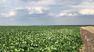 Технологія вирощування сої, сам собі агроном!