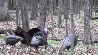 The Best indiana Turkey Hunt Ever! 4 Toms down!