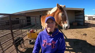 Highly anticipated vet check-up for our rescued Belgian Draft Horse Anna for her lame back left leg.