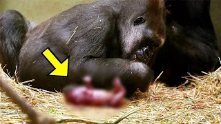 Zookeepers Filmed Gorilla Giving Birth. They All Screamed When They Saw THIS!