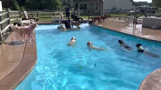 Dogs Battle the Heat With Chaotic Pool Party