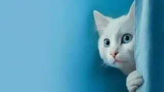 funny comedy 2024/funny cat videos/funniest animals best funny cats and dogs Fun Main Dam