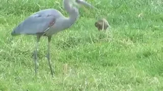 Great Blue Heron gets a gopher then loses it to a hawk.