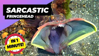 Sarcastic Fringehead 🐠 Mouth-to-Mouth Combat! | 1 Minute Animals