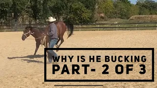 Problem Horse: Bucking                          Part -2 of 3