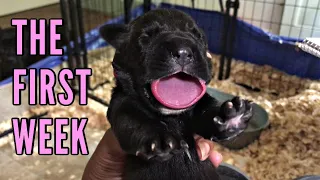 Cane Corso Puppies 1st Week