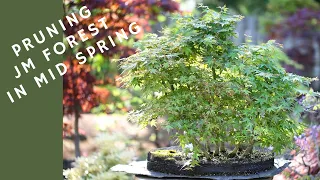 Pruning Japanese Maple Forest in Mid Spring