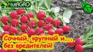 ИЮНЬ - ВРЕМЯ ПОСЕВА! Даже РЕДИС вырастет вкусным и сочным! Главное - ЗНАТЬ и ПРИМЕНИТЬ этот СЕКРЕТ!