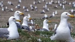 Bay Area battles seagull invasion