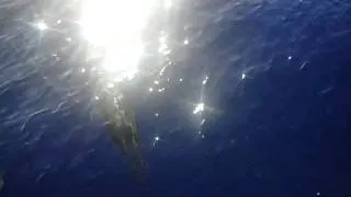 Delfine Atlantik