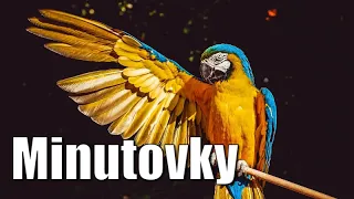 Minutovkyyyy