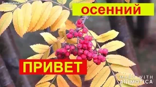 Осенний Привет. Красивая Музыкальная Открытка.