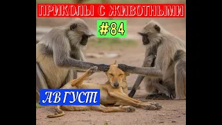 ПРИКОЛЫ С ЖИВОТНЫМИ / Смешные коты / Собаки / Смешные животные 84