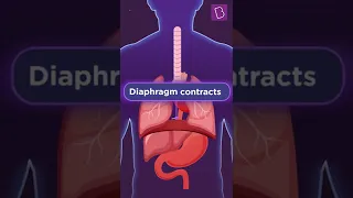 Are we breathing right? | Role of Diaphragm in Breathing | BYJU'S Biology #shorts